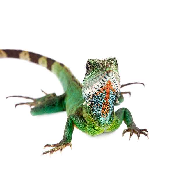 istock The Australian water dragon on white background 576740676
