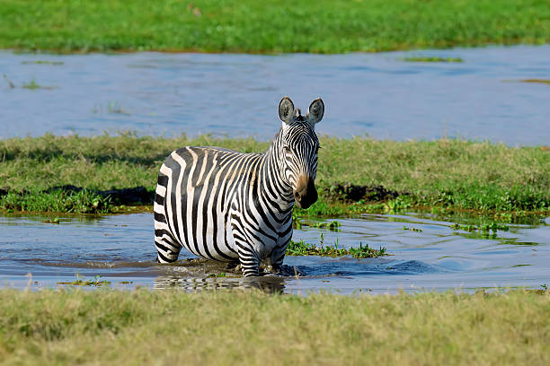 istock Zebra on grassland in Africa 576740722