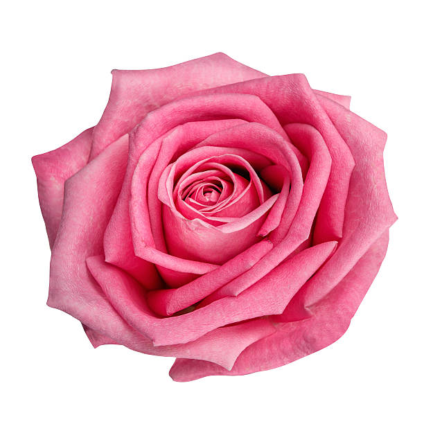 istock pink rose head isolated  on white  background 576740740