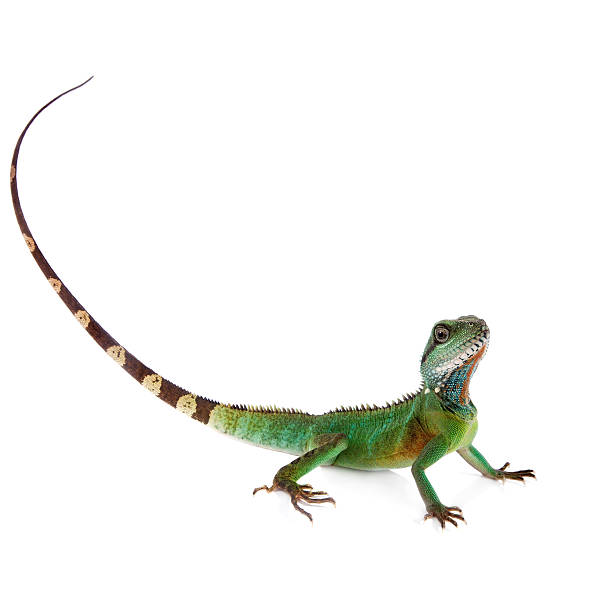 istock The Australian water dragon on white background 576740760
