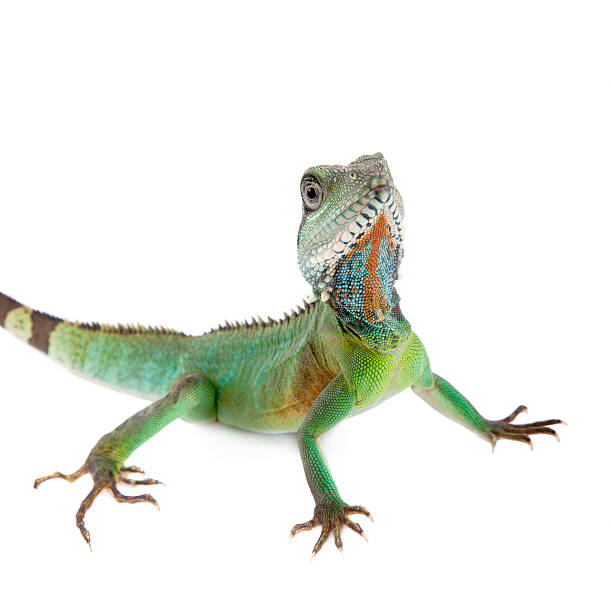 istock The Australian water dragon on white background 576740806