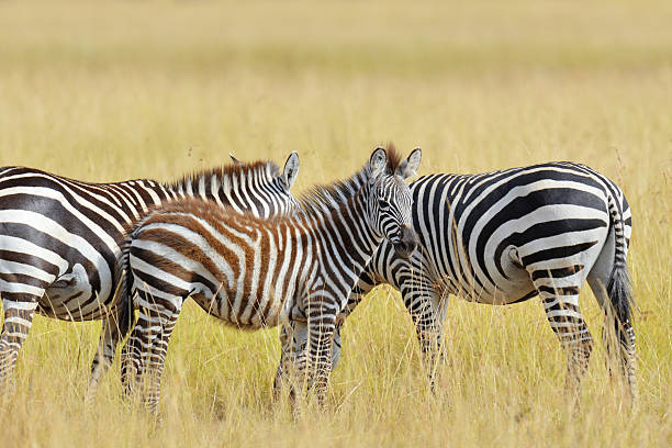 istock Zebra on grassland in Africa 576740810