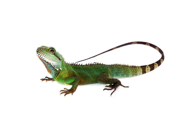 istock The Australian water dragon on white background 576740846