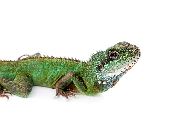 istock The Australian water dragon on white background 576740936