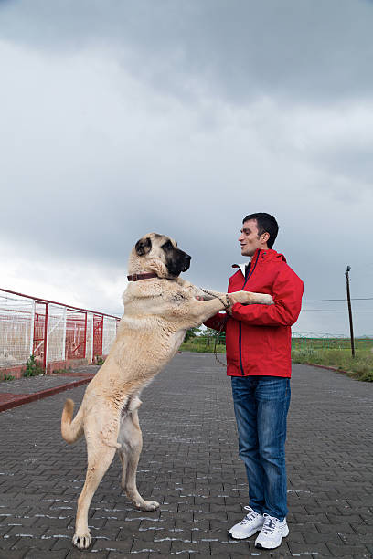 Kangal Dog and man Man Kangal Dog and man Man kangal dog stock pictures, royalty-free photos & images