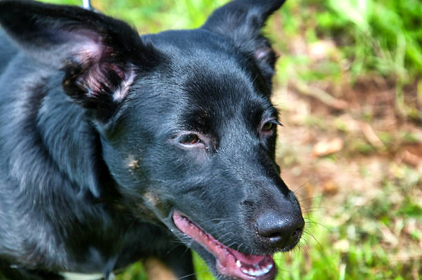 istock Beautiful black dog in park 576741060