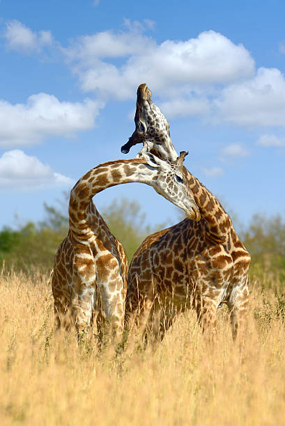 istock Giraffe on savannah in Africa 576741866