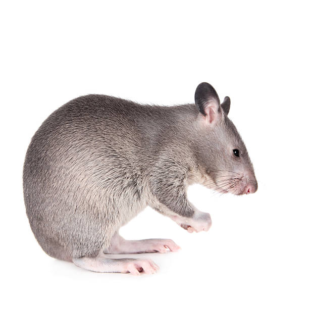 istock Gambian pouched rat, 3 month old, on white 576742018