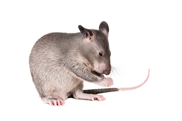 istock Gambian pouched rat, 3 month old, on white 576742052