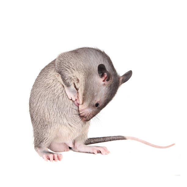 istock Gambian pouched rat, 3 month old, on white 576742102