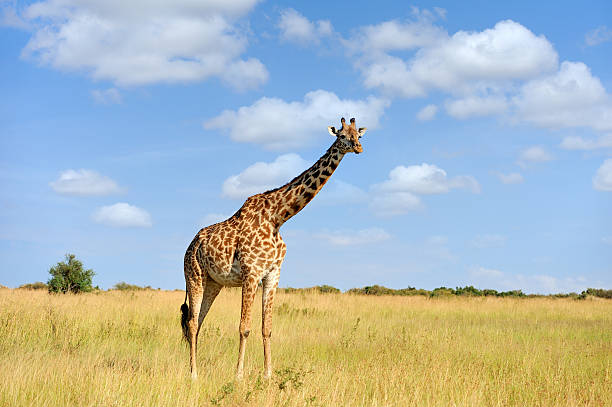 istock Giraffe on savannah in Africa 576742140