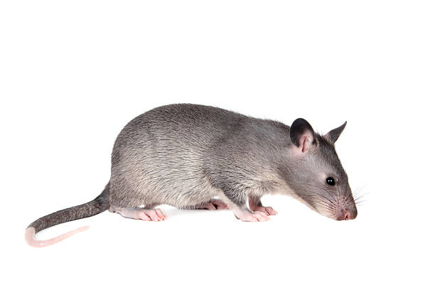 istock Gambian pouched rat, 3 month old, on white 576742142