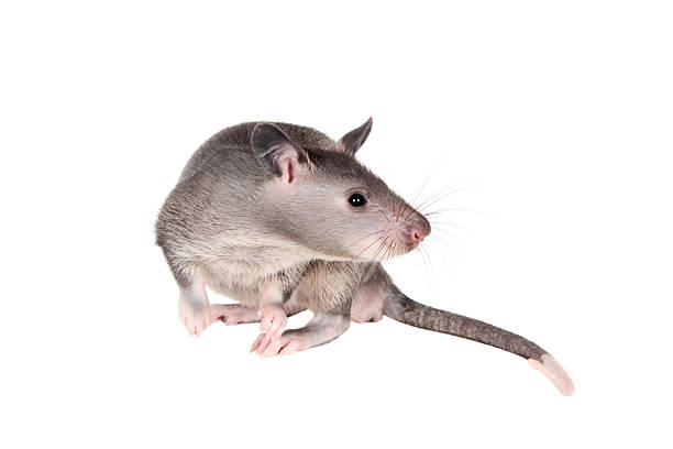 istock Gambian pouched rat, 3 month old, on white 576742178