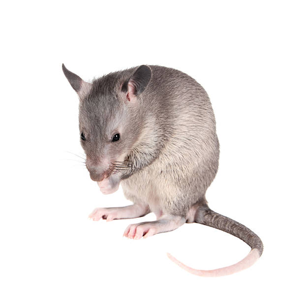 istock Gambian pouched rat, 3 month old, on white 576742242