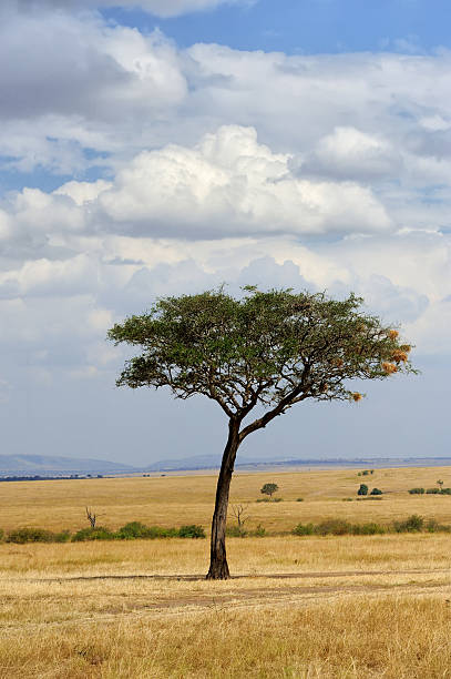 istock Landscape with tree in Africa 576742394