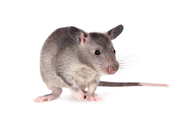 istock Gambian pouched rat, 3 month old, on white 576742432