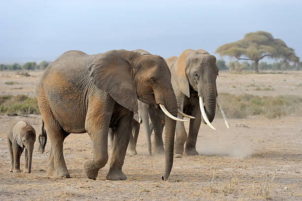 istock Elephant on savannah in Africa 576742668