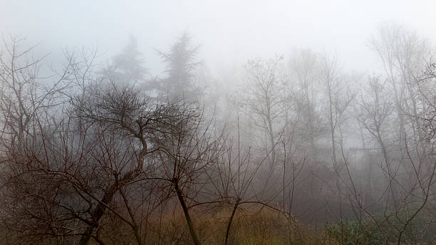 istock Woods In The Fog 576743234
