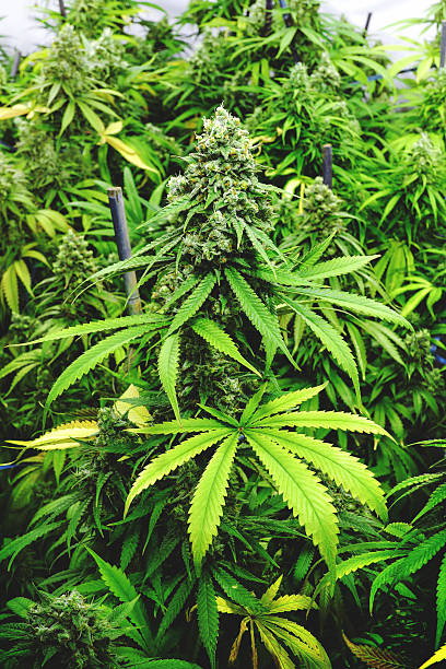 istock Cola Top Bud on Pot Plant with Vibrant Green Colors 576743380