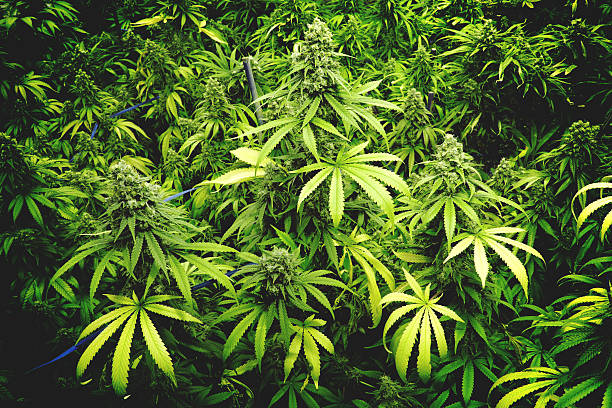 istock Indoor Marijuana Farm with Leafy Budding Cannabis Plants 576743636