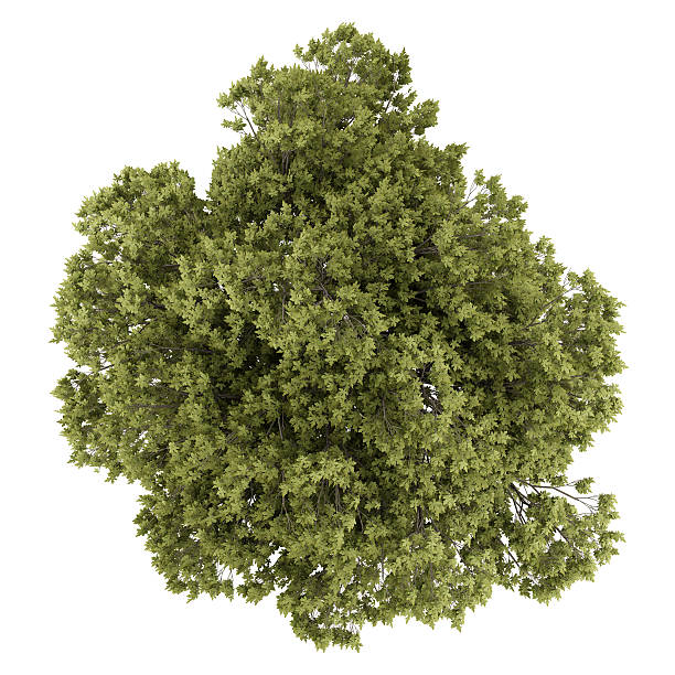 istock top view of austrian oak tree isolated on white background 576744046