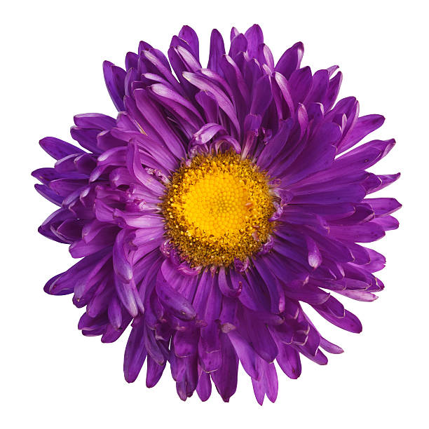 istock beautiful purple flower isolated on white background 576744432