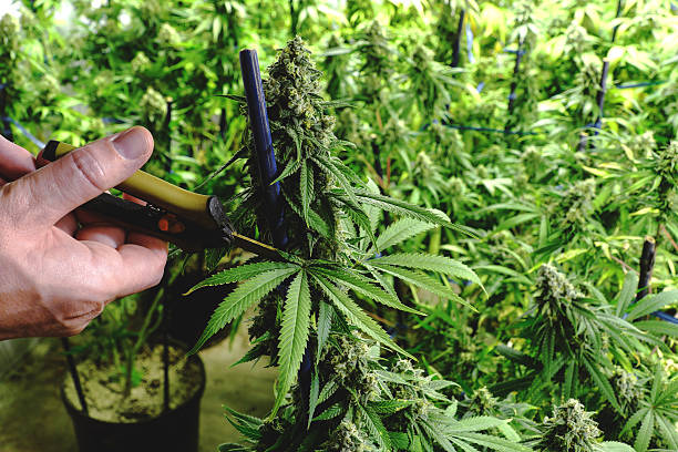 Scissors Trimming Mature Indoor Marijuana Bud for Harvest Clipping marijuana leaf from cannabis plant at indoor garden ready for harvest legalization stock pictures, royalty-free photos & images