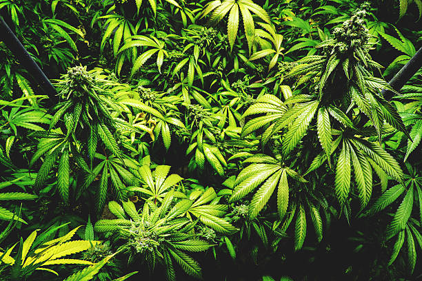 istock Top View of Budding Pot Plants Staked Up 576744774
