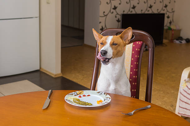 Dog is satisfied with the service in own restaurant Basenji dog is satisfied with the service in own restaurant dog ate my homework stock pictures, royalty-free photos & images