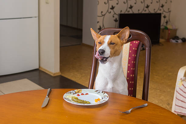 dog homework picture Dog is satisfied with the service in own restaurant Basenji dog is satisfied with the service in own restaurant dog ate my homework stock pictures, royalty-free photos & images
