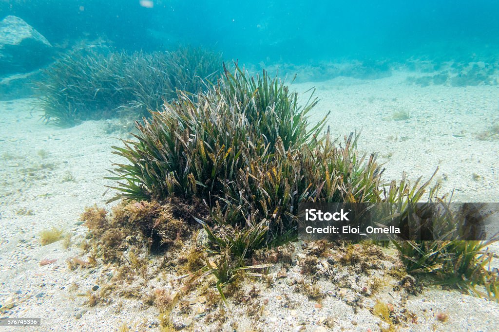 posidonia oceanica underwater seagrass coast good mediterranean posidonia oceanica in Costa Brava, Spain Sea Stock Photo