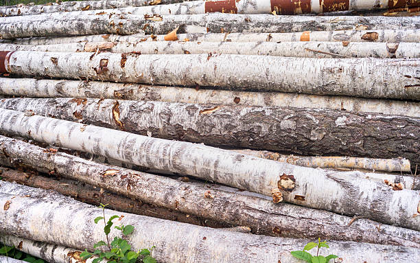 목재 가게에서 자작 나무 로그 - driftwood pattern wood grain circle 뉴스 사진 이미지