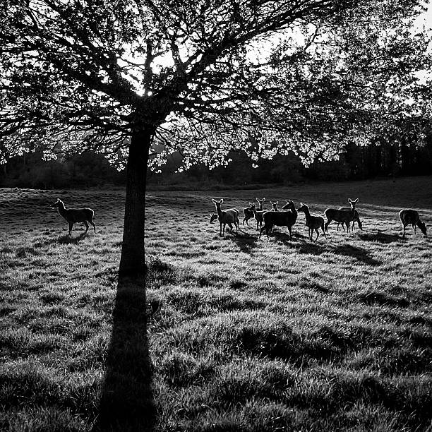 Deer in Ashton Court Estate, Bristol, U.K. Black and white picture of deer in Ashton Court Estate, on the outskirts of Bristol, U.K. ashton idaho stock pictures, royalty-free photos & images