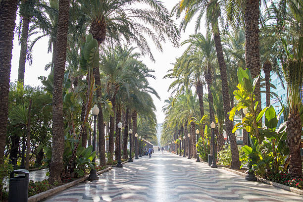 Palm alley at Alicante . Mediterranean Boardwalk in Alicante, Spain
