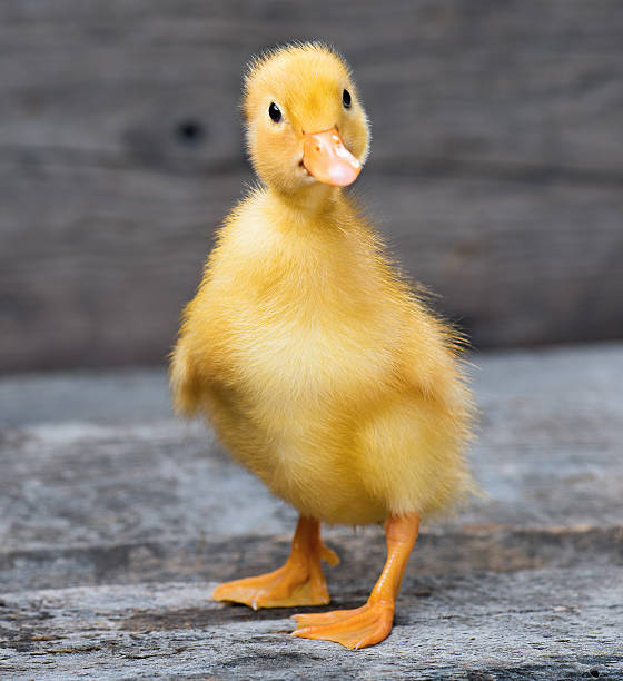 ładny mały kaczę - hatchling yellow small nature zdjęcia i obrazy z banku zdjęć