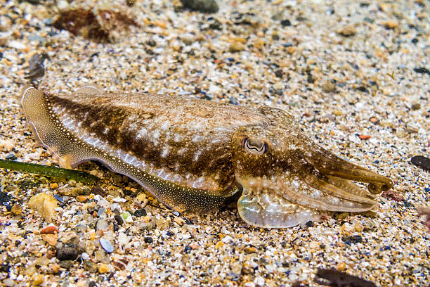 istock sepia sipia angry squid octopus underwater white brown 576746530