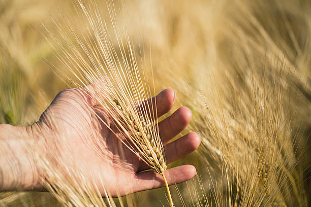 istock Man's hand holding barley. Agriculture. Sunset. 576746540