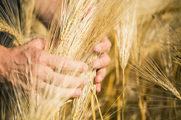 istock Man's hand holding barley. Agriculture. Sunset. 576746612