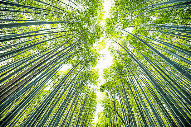 istock Bamboo Forest in Kyoto 576746678