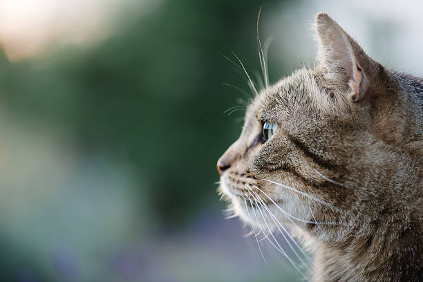 istock Cat portrait close up, only head crop, 576748424