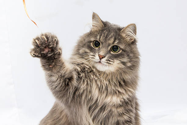 Fluffy gray cat fluffy gray cat claw stock pictures, royalty-free photos & images