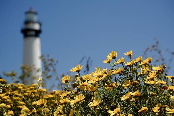 istock Summer Flowers at Pigeon Point Lighthouse 576748766