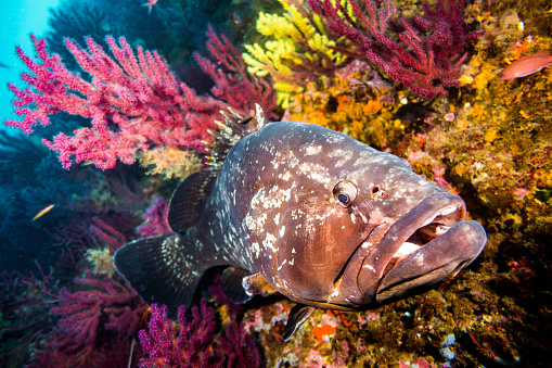 grouper fish on white background