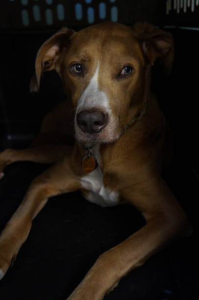 istock Dog Lying in Dark Crate 576749422