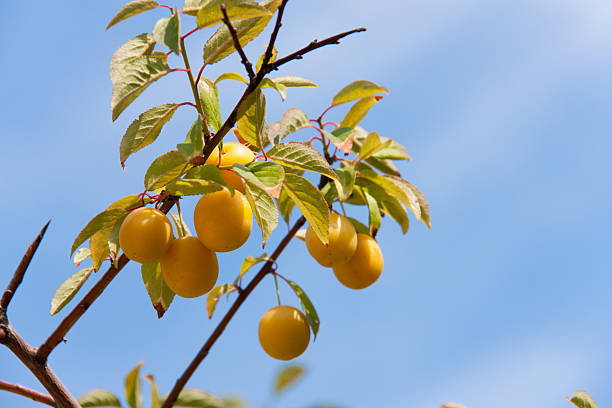 istock branch with yellow cherry plum against the sky 576750282