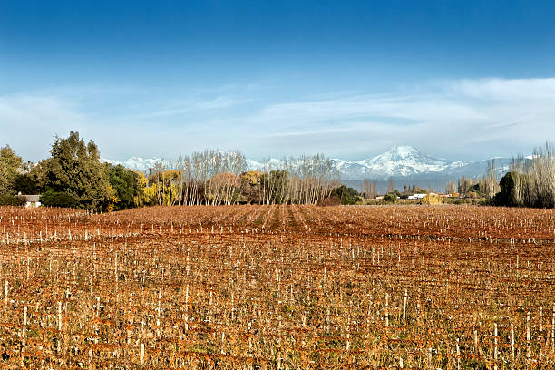 istock Beautiful autumn in the vineyards 576751054