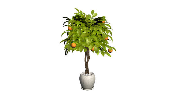 Lemon tree, decorative plant in a flower pot