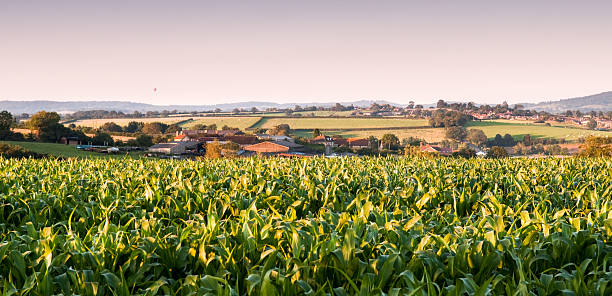 Dorset landscape A hot air balloon floats over fields of maize crops and dairy pastures on the gentle rolling hills of the Blackmore Vale in North Dorset, England. blackmore vale stock pictures, royalty-free photos & images