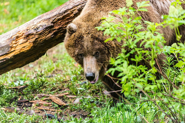 istock Female Grizzly Bear in Forest 576753784