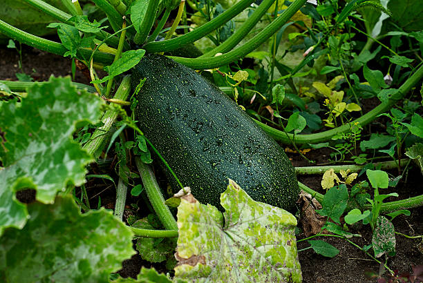 istock Zucchini with drops growing in the garden 576754256